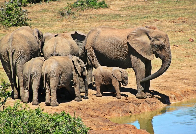 Kruger National Park