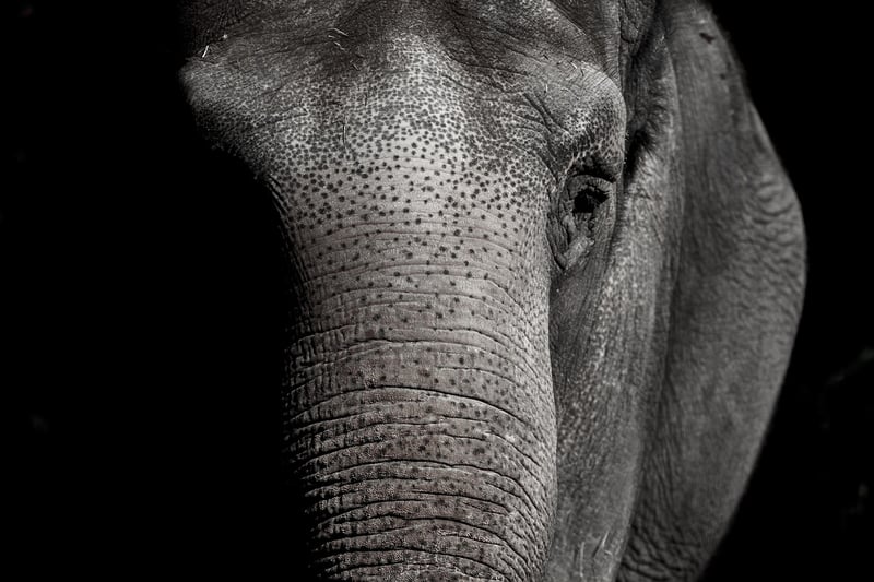 Elephants in a zoo