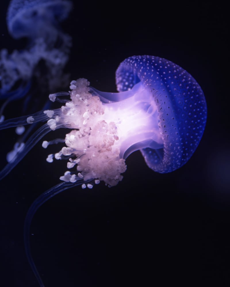 Jellyfish in an aquarium